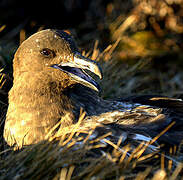 Brown Skua (lonnbergi)