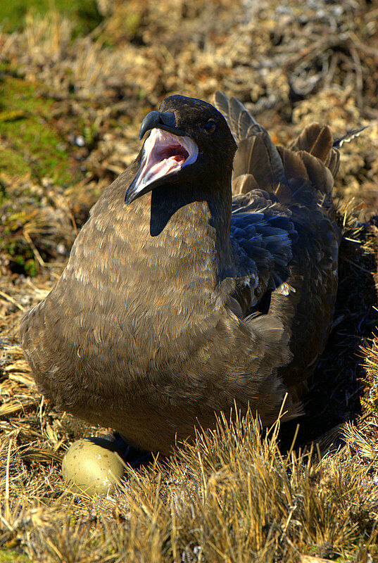 Brown Skua (lonnbergi)