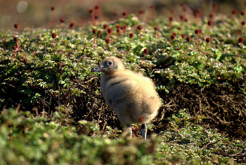 Brown Skua (lonnbergi)