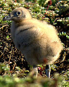 Brown Skua (lonnbergi)