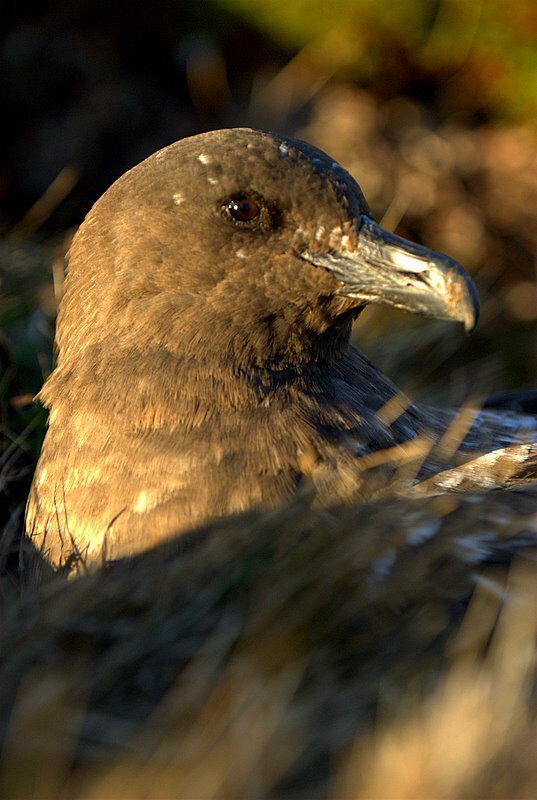 Brown Skua (lonnbergi)