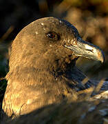 Brown Skua (lonnbergi)