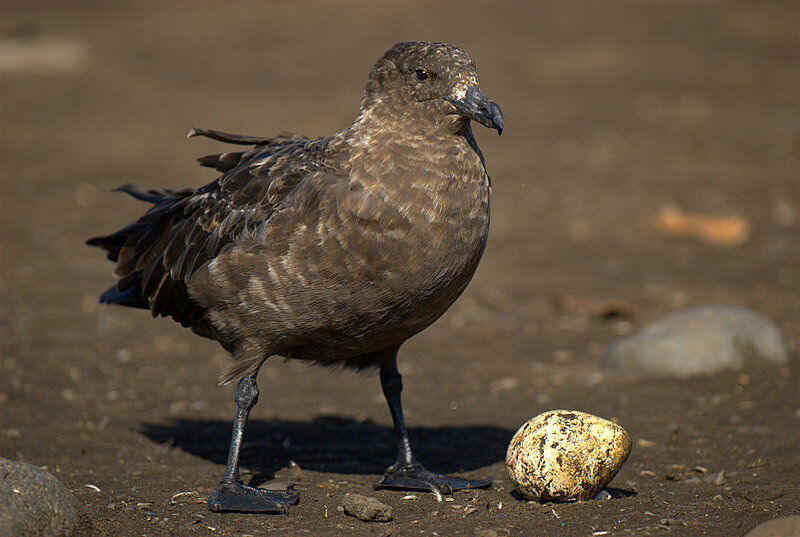 Brown Skua (lonnbergi)