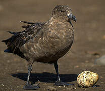 Brown Skua (lonnbergi)