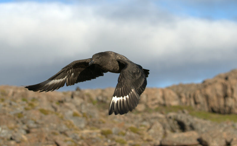 Brown Skua (lonnbergi)