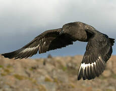 Brown Skua (lonnbergi)