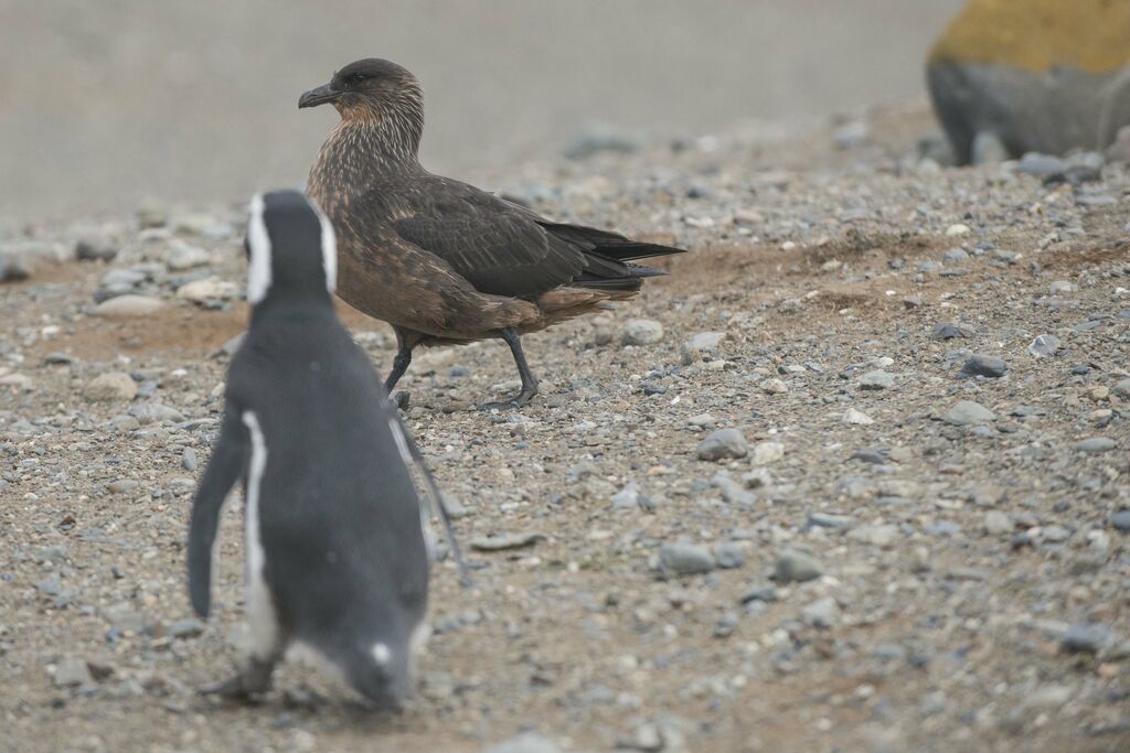 Chilean Skua