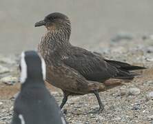 Chilean Skua