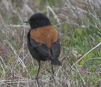 Austral Negrito