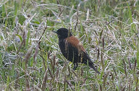 Austral Negrito