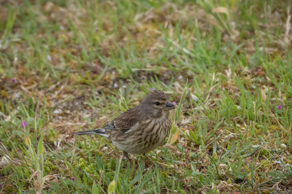 Linotte mélodieuse femelle