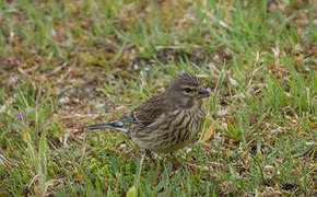 Common Linnet