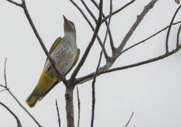 Eurasian Golden Oriole