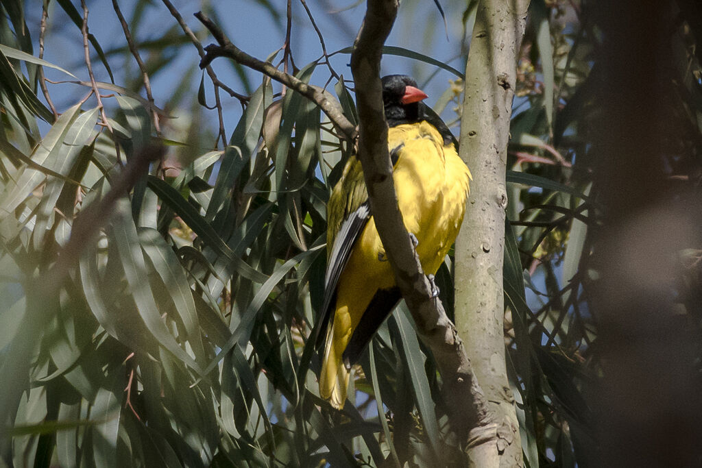 Black-headed Oriole