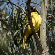 Black-headed Oriole