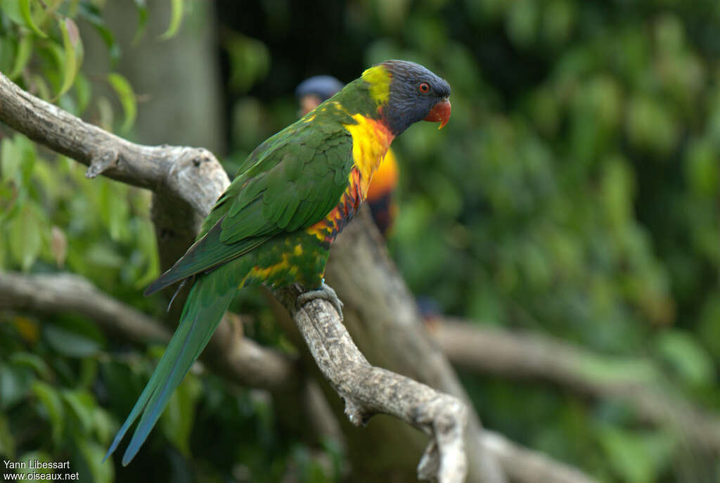 Coconut Lorikeet