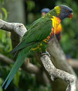 Coconut Lorikeet