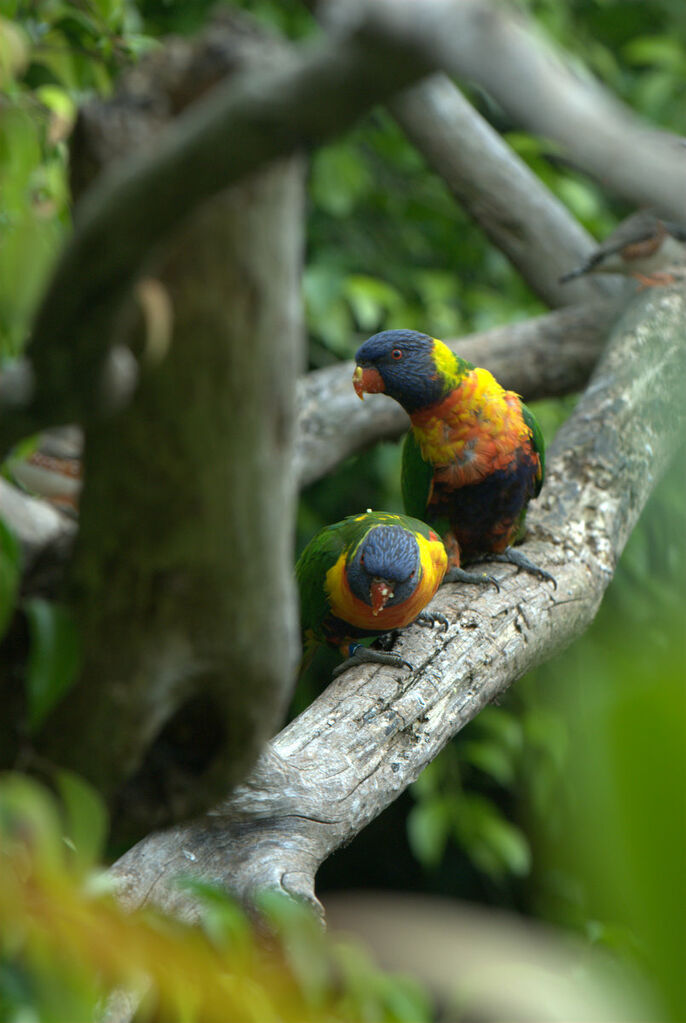 Coconut Lorikeet