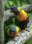 Coconut Lorikeet