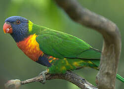 Coconut Lorikeet