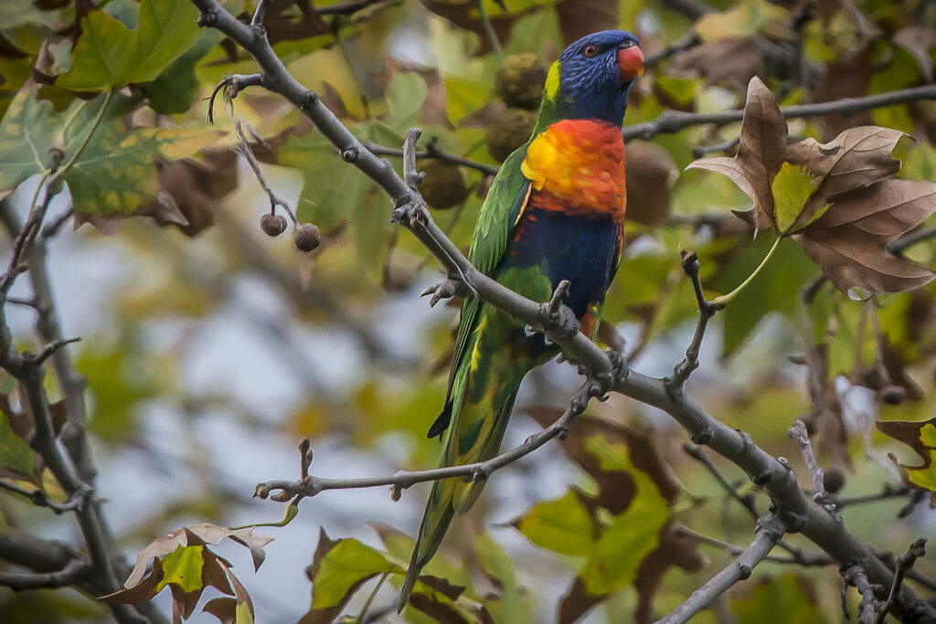 Coconut Lorikeet