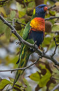 Coconut Lorikeet