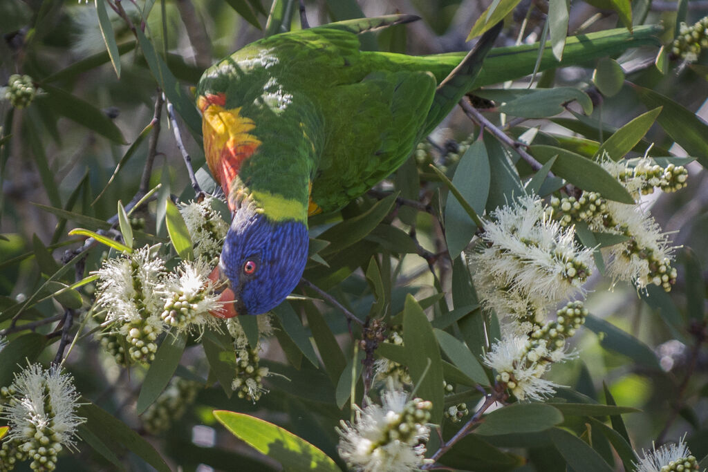 Coconut Lorikeet