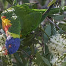 Loriquet à tête bleue