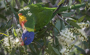 Coconut Lorikeet