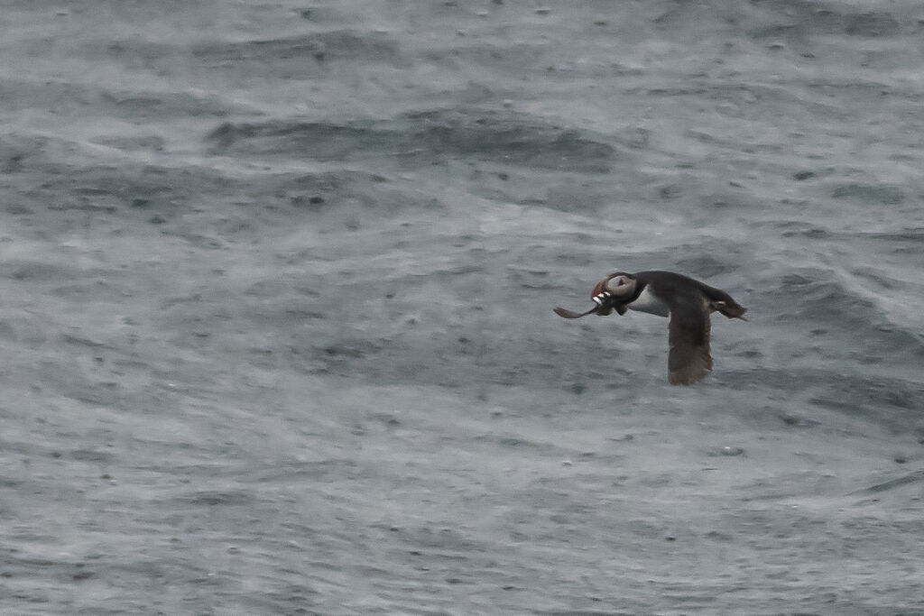 Macareux moine, Vol, pêche/chasse