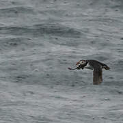 Atlantic Puffin