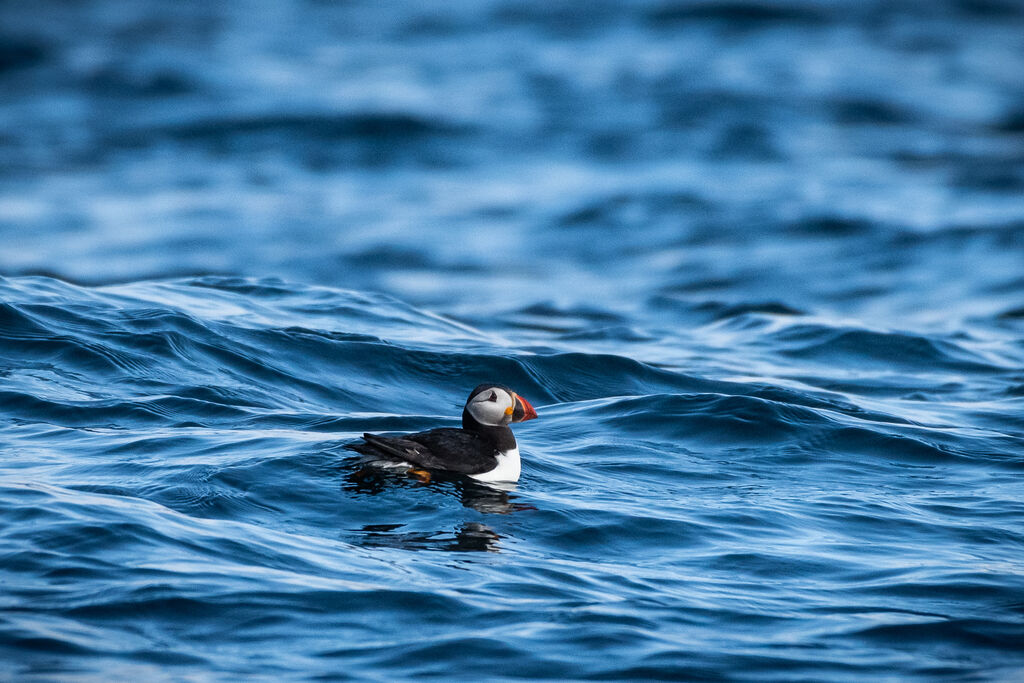 Atlantic Puffin