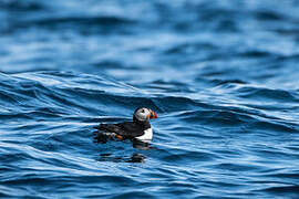 Atlantic Puffin