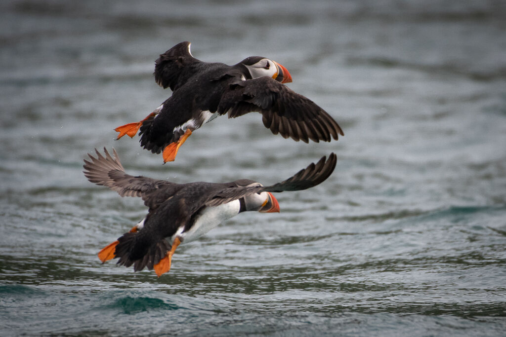 Atlantic Puffin