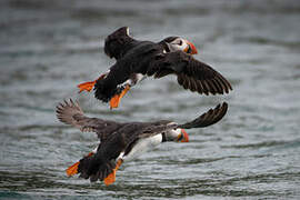 Atlantic Puffin