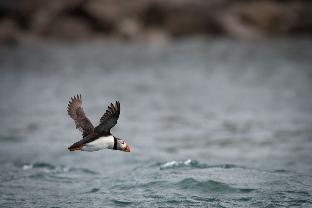 Atlantic Puffin, Flight