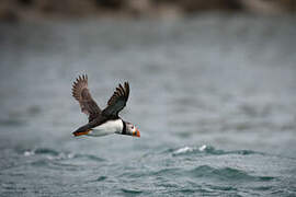 Atlantic Puffin