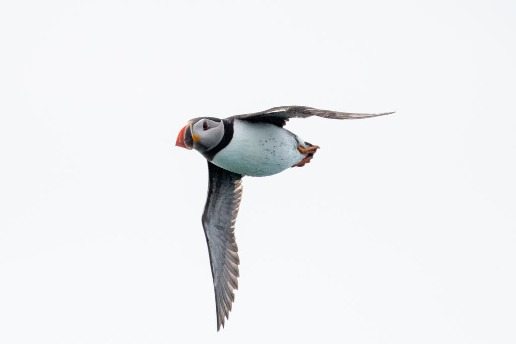 Atlantic Puffin