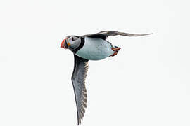 Atlantic Puffin