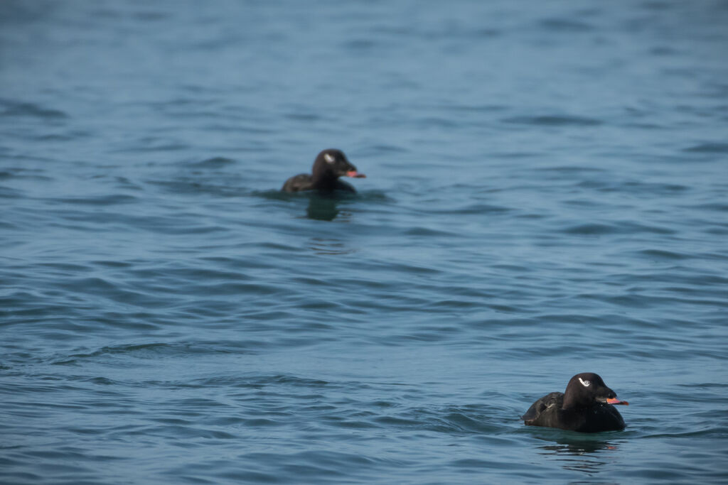 White-winged Scoter