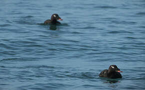 White-winged Scoter