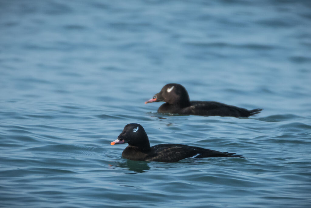 White-winged Scoter