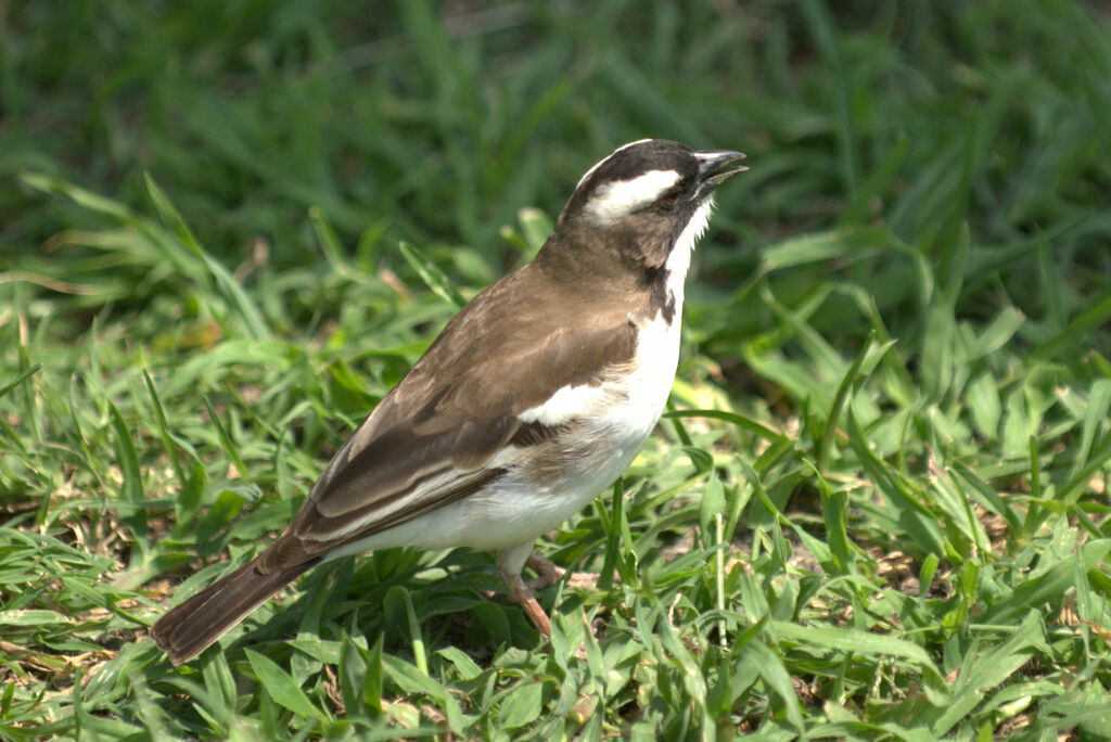 White-browed Sparrow-Weaver