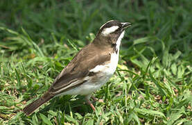 White-browed Sparrow-Weaver