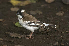 White-browed Sparrow-Weaver