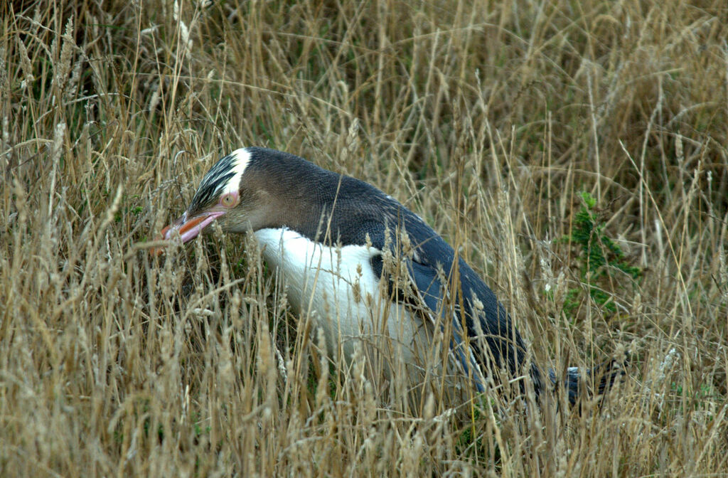 Yellow-eyed Penguin