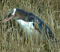 Yellow-eyed Penguin