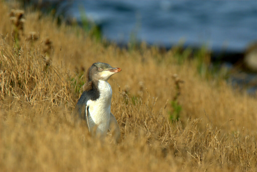 Yellow-eyed Penguin