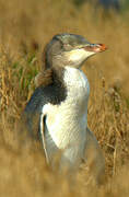 Yellow-eyed Penguin