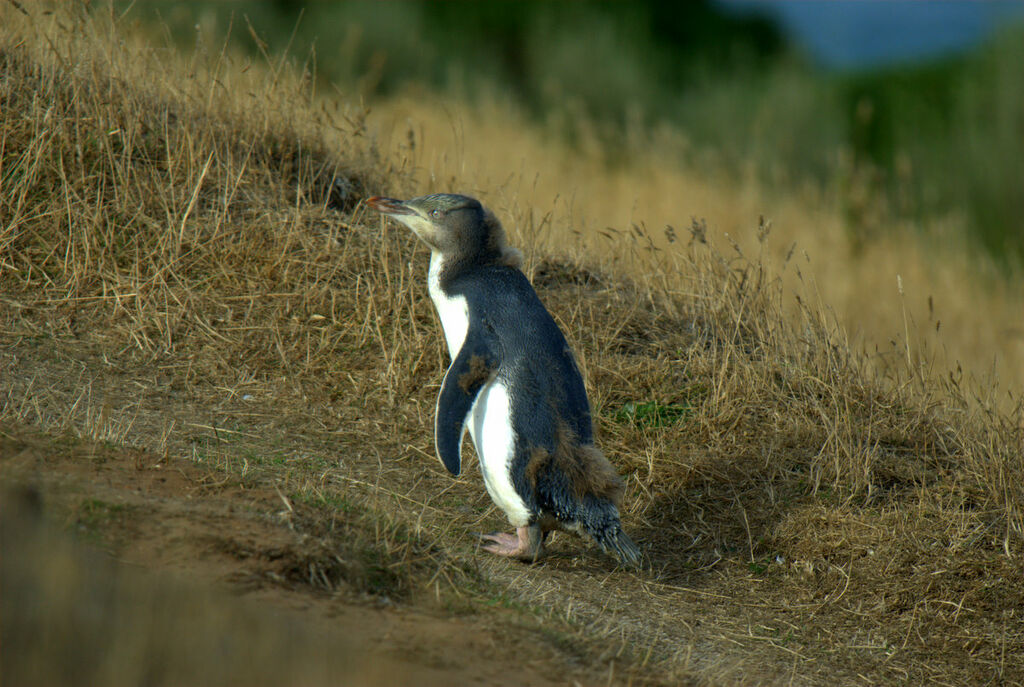 Yellow-eyed Penguin